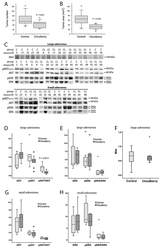 Cloudberry feeding inhibited intestinal tumorigenesis in the Min mouse.