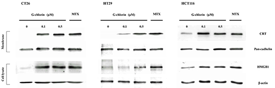 Expression of CRT and HMGB1 by PDT.
