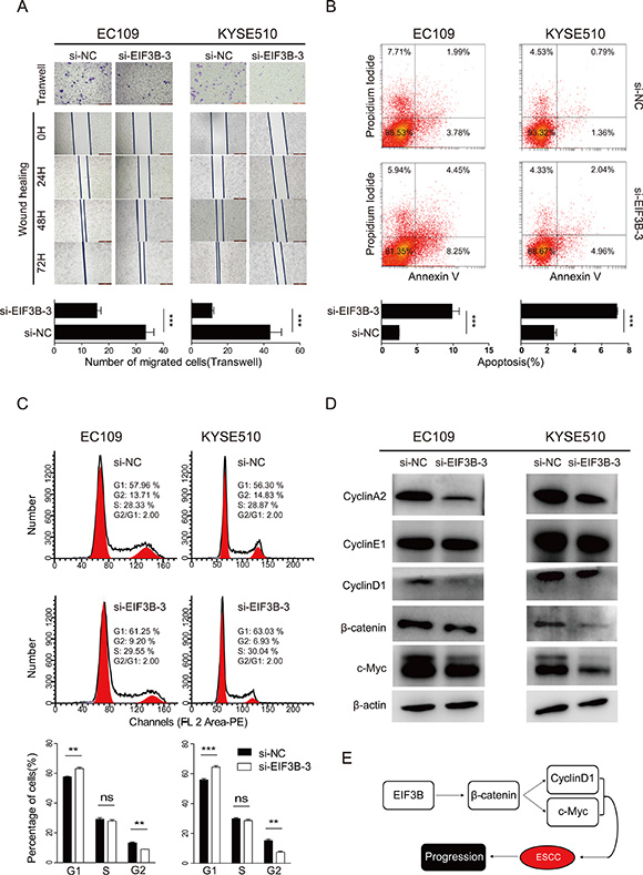 EIF3B promotes the cell invasion, inhibits the cell invasion and interfere the cell cycle of ESCC by activating the &#x03B2;-catenin signaling pathway.
