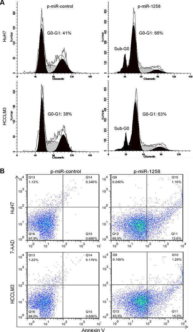 miR-1258 induces cell cycle arrest in G0/G1 phase and promotes cell apoptosis.