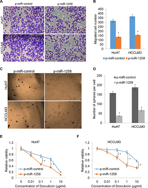 miR-1258 suppresses cell migration and stemness to increase drug sensitivity.