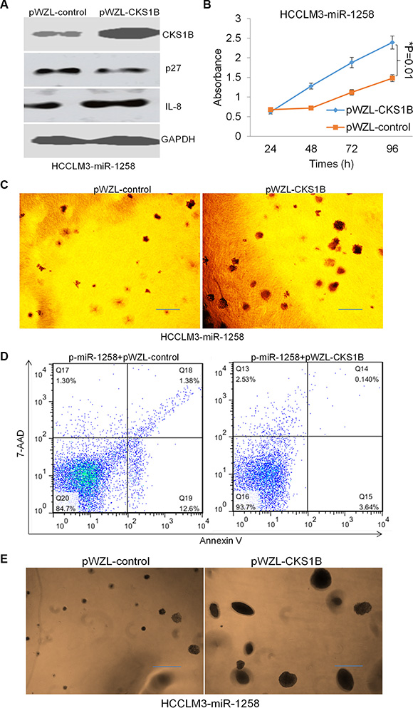 Re-expression of CKS1B overcomes miR-1258 induced apoptosis and increases stemness.