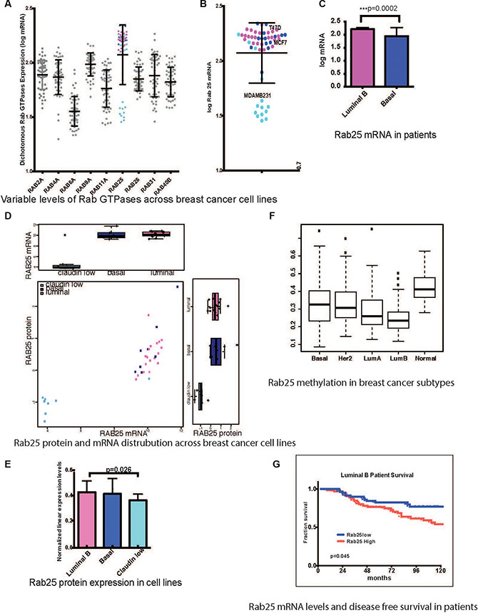 Rab25 expression is a clinical marker in breast cancer patients.