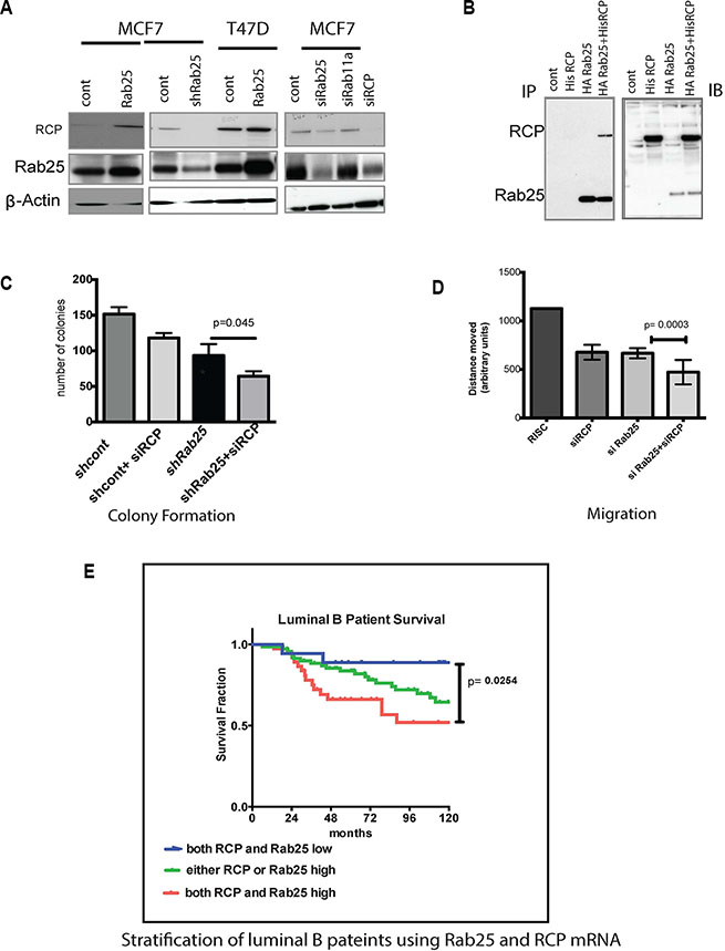 Rab25 mediates its oncogenic effects partly through RCP/Rab11Fip1.