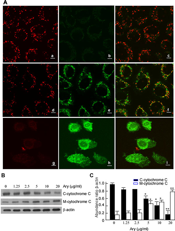 Ary induces the changes of mitochondrial membrane potential.