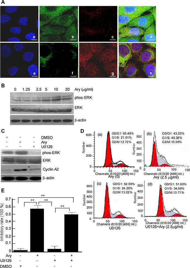 Ary-induced cell cycle arrest at G1/S phase through upregulating ERK1/2 phosphorylation.