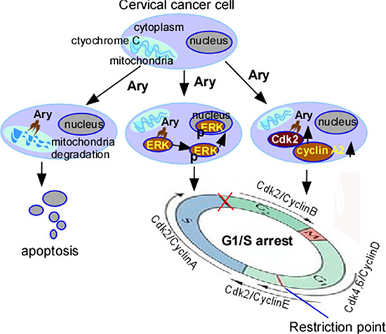 Schematic illustration of Ary-induced anticancer effect on cervical cancer.