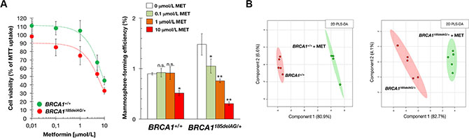 Treatment with the mitochondrial poison metformin suppresses mammosphere-initiating capacity of BRCA1 haploinsufficient breast epithelial cells.