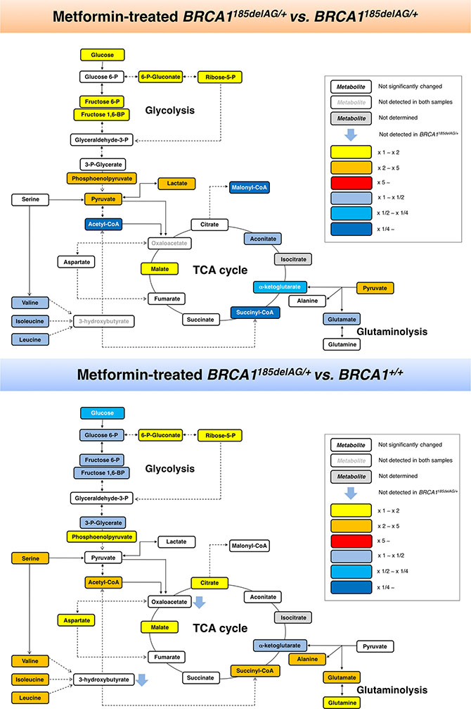 Metformin-induced metabolic changes in BRCA1 haploinsufficient breast epithelial cells.