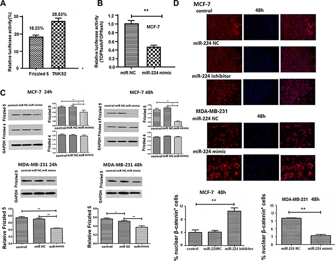 miR-224 reduces Fizzled 5 expression and inhibits the Wnt/&#x03B2;-catenin signaling in breast cancer cells.