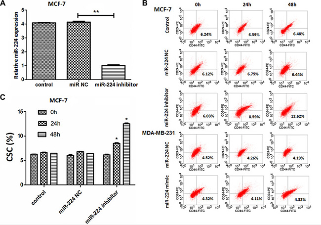 miR-224 inhibition increases the percentages of CD44+CD24&#x2212; CSCs in MCF-7 cells.