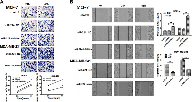 miR-224 inhibits the migration and wound healing of breast cancer cells.
