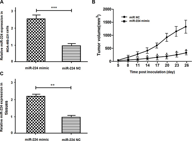 miR-224 inhibits the growth of implanted breast tumors in vivo.