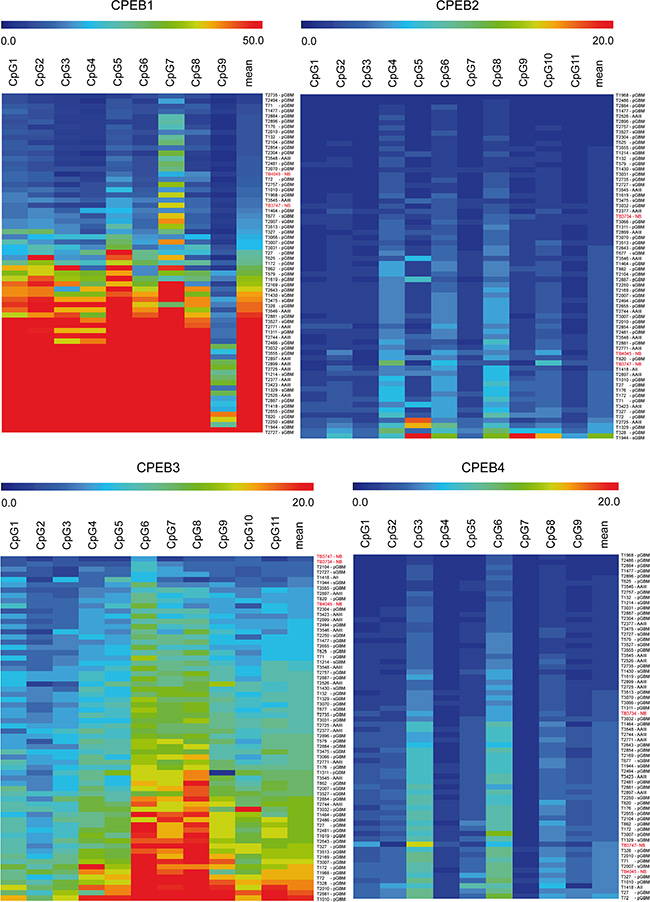 Methylation profile of CPEB1-4 genes in glioma and reference tissue measured by pyrosequencing.