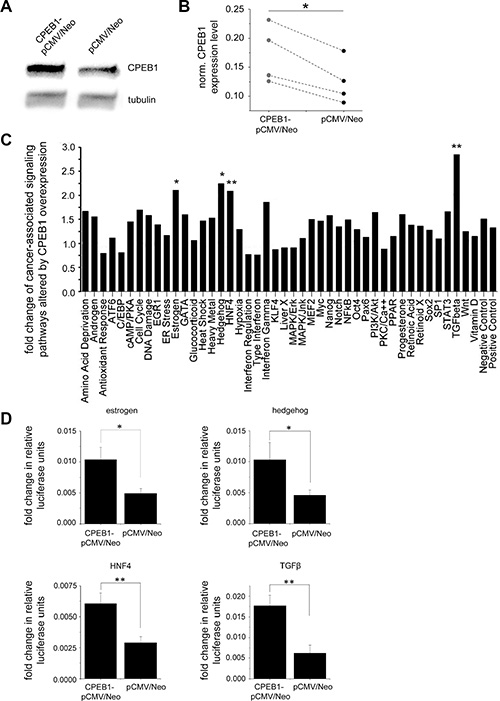 Alternation of cancer-associated signaling pathways by CPEB1.