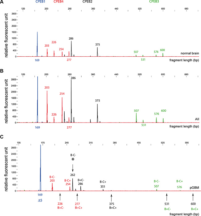 Fragment analysis of CPEB alternative splice variants in gliomas and normal brain specimens.