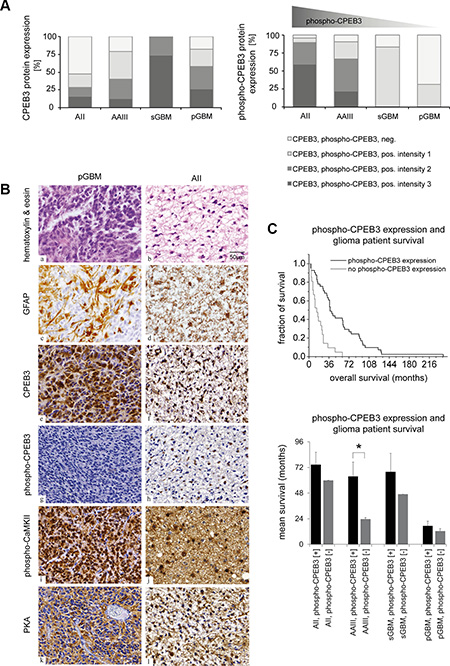 Altered CPEB3 activity in gliomas and its correlation with overall patient survival.