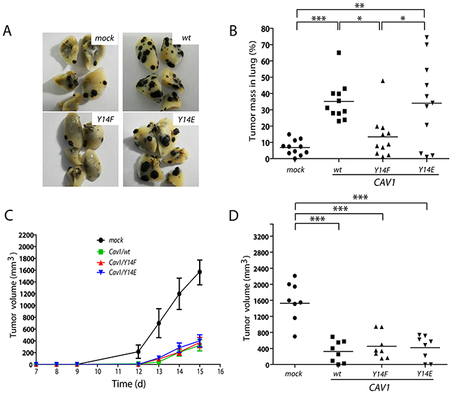 CAV1-enhanced lung metastasis of B16F10 melanoma cells is dependent on tyrosine 14.
