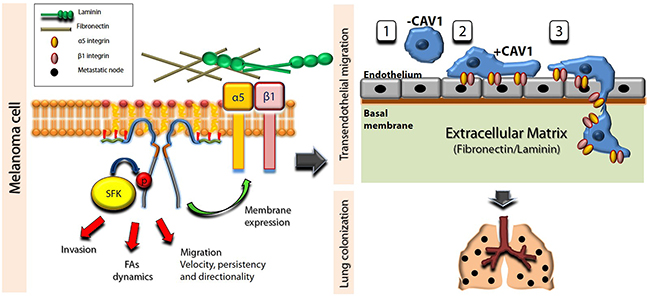 Schematic summary of data showing that CAV1-enhanced migration, invasion, TEM and metastasis are dependent on tyrosine 14 and membrane expression of beta1 (and alpha5) integrins.