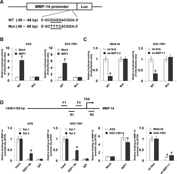 MZF1 increases the transcription of MMP-14 through direct binding to its promoter.