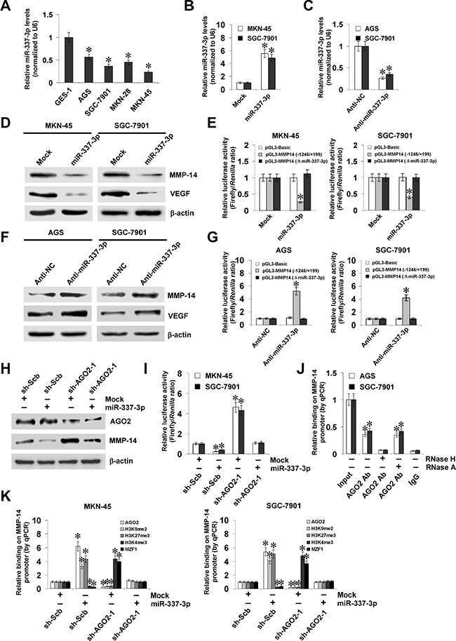 miR-337-3p recruits AGO2 to repress the transcription of MMP-14.