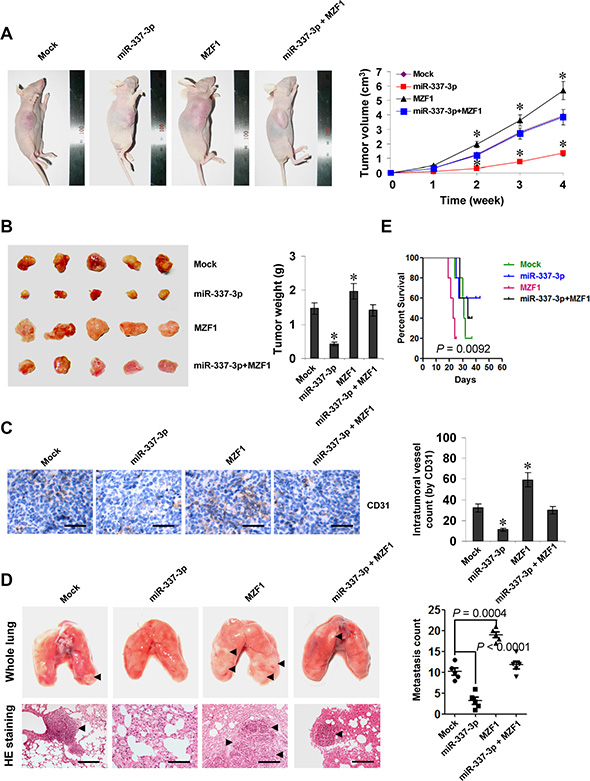 miR-337-3p attenuates the growth, metastasis, and angiogenesis of gastric cancer cells through repressing MZF1-facilitated MMP-14 expression in vivo.