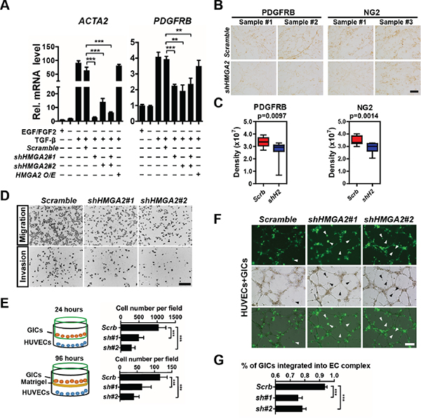 HMGA2 is required for invasive properties, pericyte differentiation, and EC integration of glioma-initiating cells.