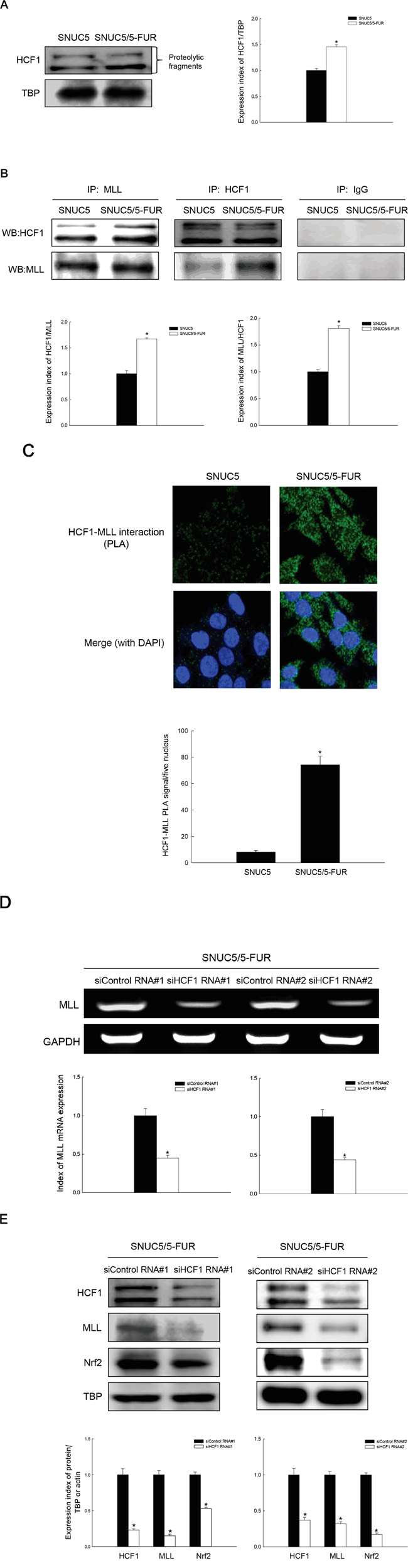 Effect of MLL-HCF1 interaction on histone methylation and Nrf2 expression in SNUC5/5-FUR cells.