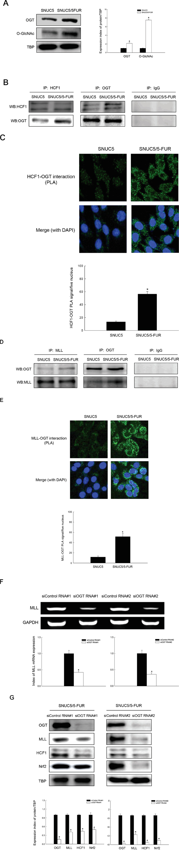 Involvement of OGT in histone methylase MLL/COMPASS-like complex-mediated Nrf2 expression in SNUC5/5-FUR cells.