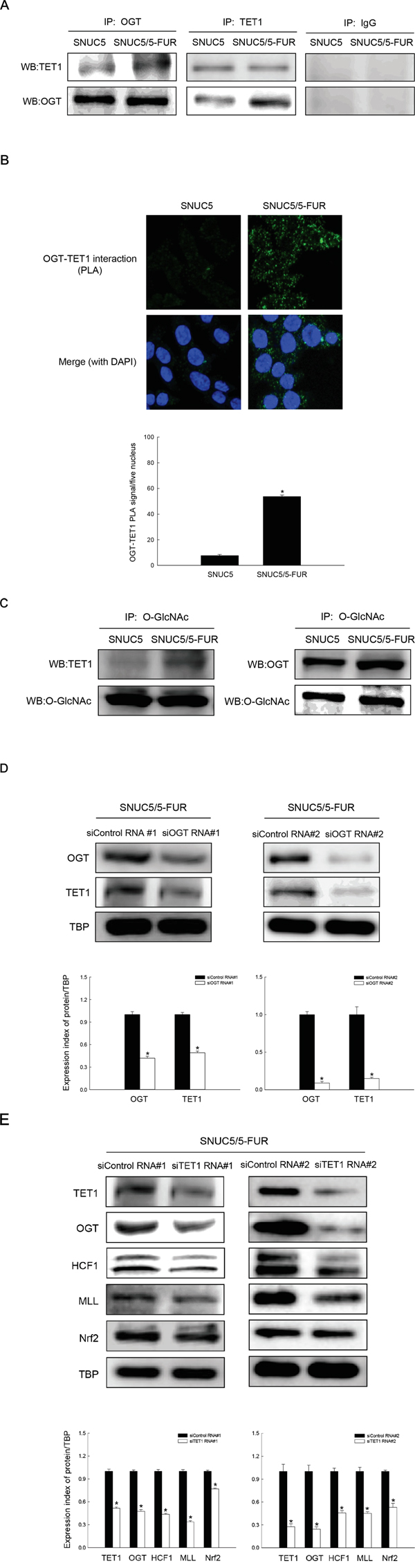 Relation of OGT-TET1 interaction on histone methylation and Nrf2 expression in SNUC5/5-FUR cells.