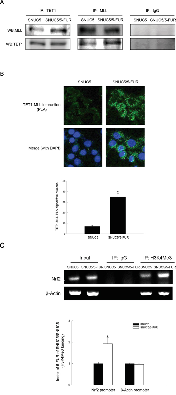 Interaction of TET1 and MLL and binding of H3K4Me3 to Nrf2 promoter in SNUC5/5-FUR cells.