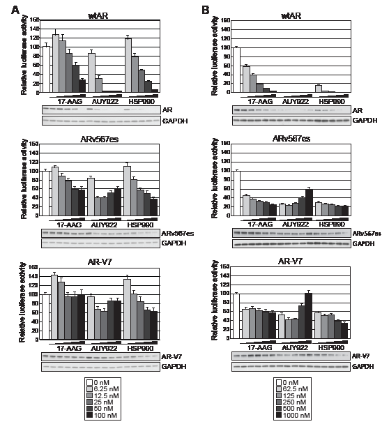 Truncated AR variants exhibit resistance to HSP90 inhibitors.