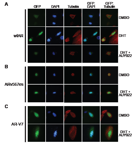 HSP90 inhibition does not affect the nuclear localization of truncated AR variants.