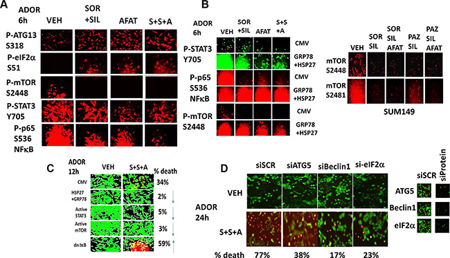 [Sorafenib + Sildenafil + Afatinib] treatment inactivates mTOR, STAT3 and NF&#x03BA;B; over-expression of [GRP78 + HSP27] or knock down of Beclin1 / ATG5 / eIF2&#x03B1; prevents these effects.