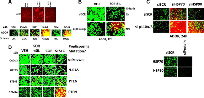 Inhibition of PI3K signaling enhances [sorafenib + sildenafil] lethality.