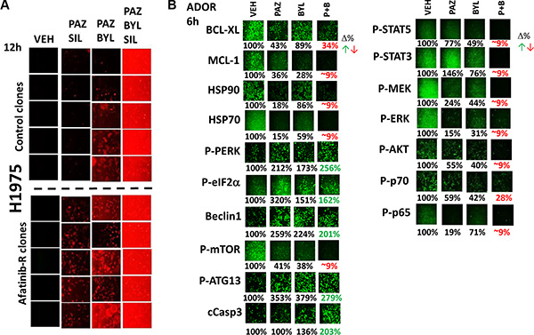 Pazopanib is as effective a drug as sorafenib when combined with sildenafil and PI3K inhibitors to kill a diverse range of cancer cell types.