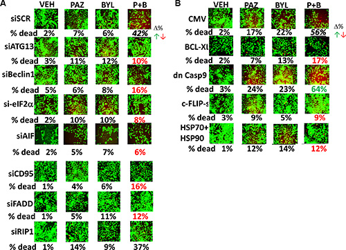 [Pazopanib + BYL719] kills NSCLC cells via an ER stress/autophagy dependent pathway that utilizes CD95-BCL-XL-AIF &#x2013;dependent killing.