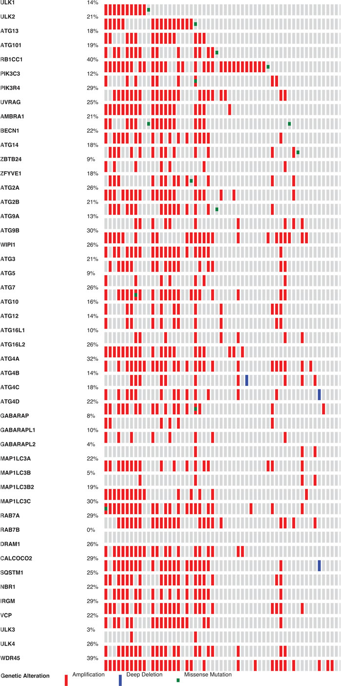 Frequency of autophagy gene expression changes in Neuroendocrine Prostate Cancer.
