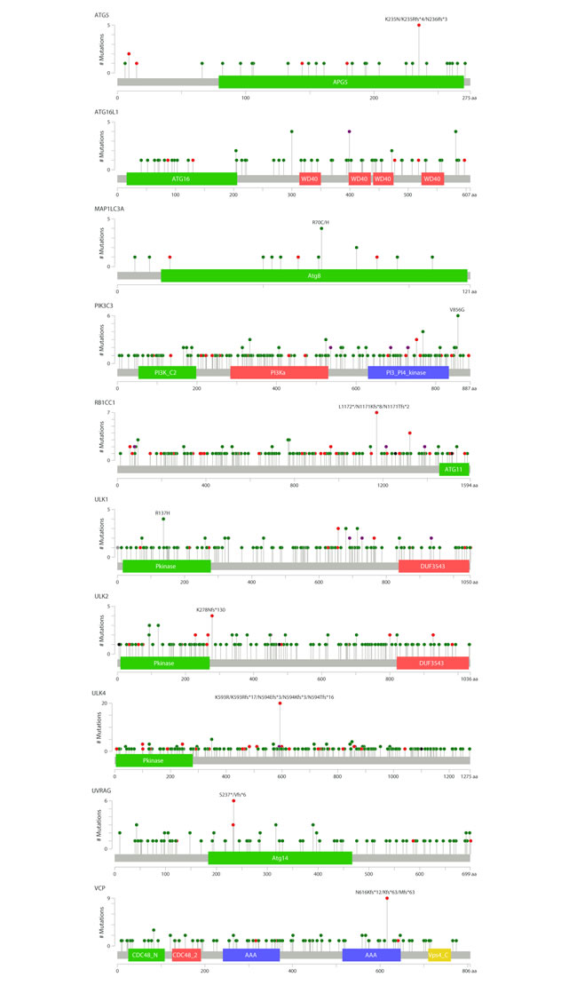 Mutations in selected autophagy genes in various cancer types.