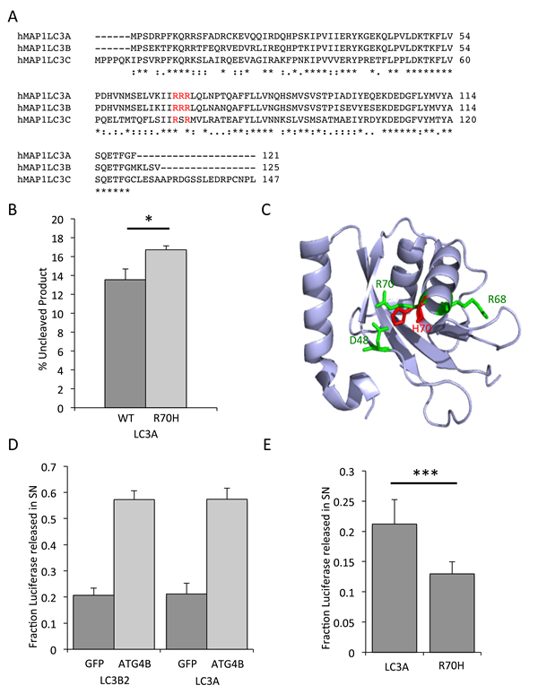 Reduced processing of LC3A R70H