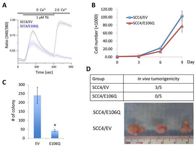 The dominant negative Orai1 mutant (E106Q) suppresses tumorigenicity of OSCC