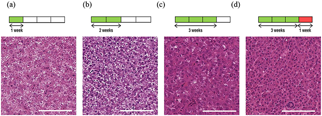 Induction and progression of HCC in adult TraNac Tg (KDR:mCherry:Fabp10-rtTA:TRE-eGFPKRASV12) zebrafish.