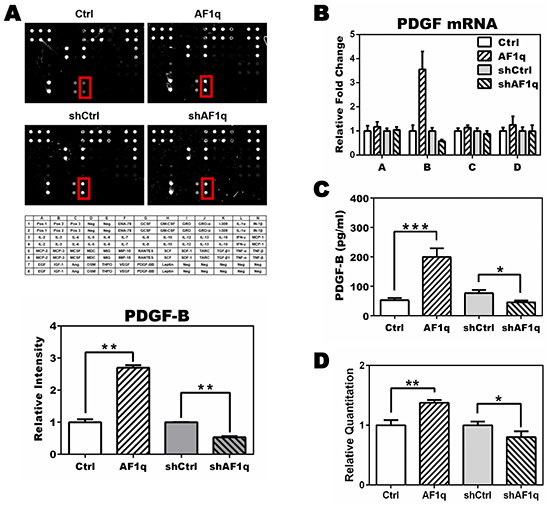 PDGF-B expression is altered by AF1q expression.