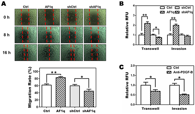 Targeting PDGF-B inhibits migration of MDA-MB-231LN cells.