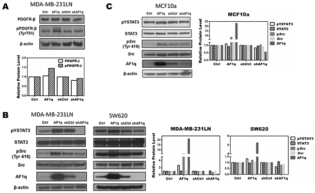 AF1q controls STAT3 activation by modulating Src phosphorylation through the PDGF-B/PDGFR signaling cascade.