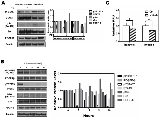 Targeting the phosphorylation of Src inhibits AF1q-induced STAT3 activation