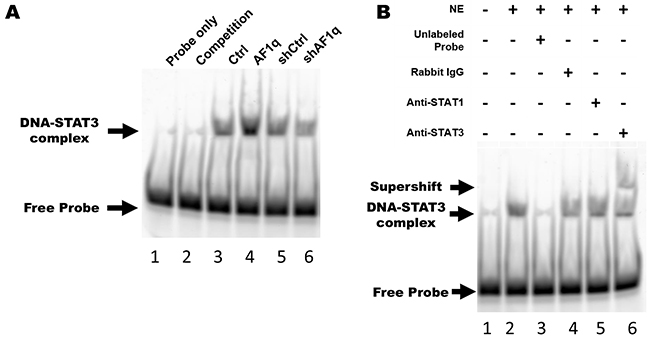 AF1q-induced PDGF-B enhances STAT3 binding activity through the PDGFR signaling cascade.
