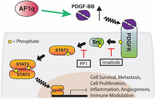Proposed network for AF1q-induced PDGF-B/PFGFR/Src/STAT3 signaling.