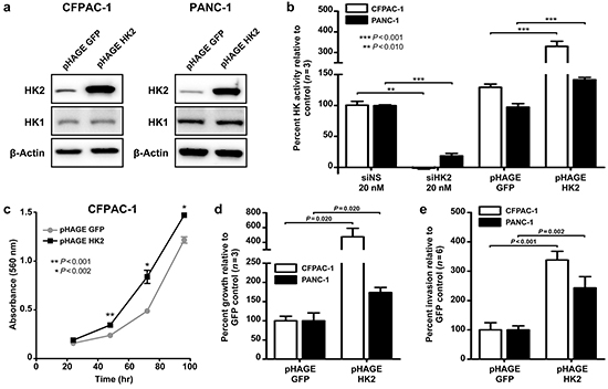 HK2 is sufficient to promote AIG and invasion in PDAC cell lines.