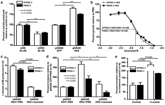 HK2 regulates lactate production and invasion in PDAC cell lines.